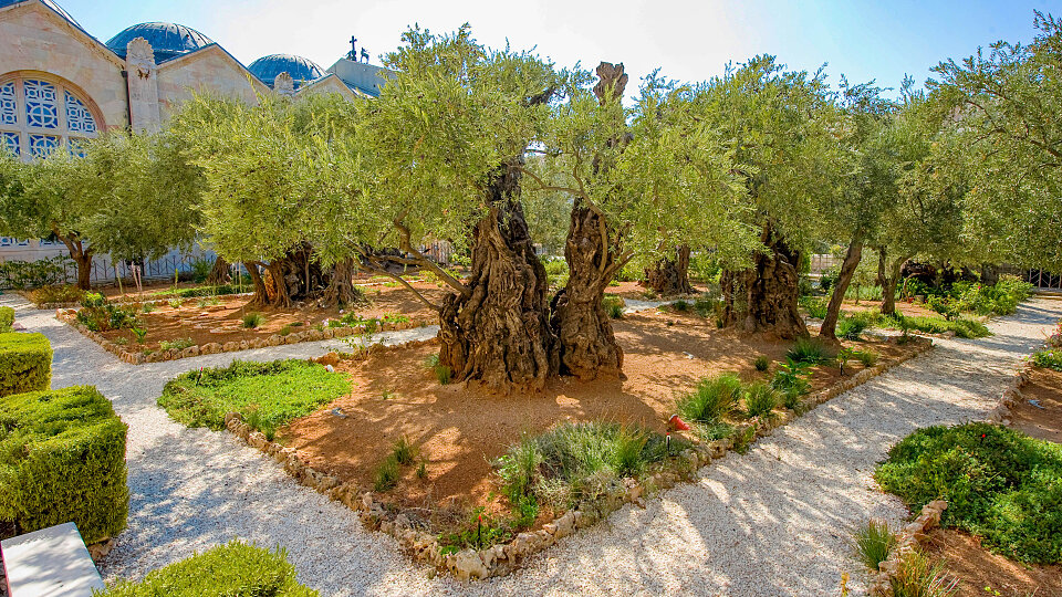 garden of gethsemane israel 2 1